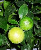 BERGAMOT FCF-BF ESSENTIAL OIL